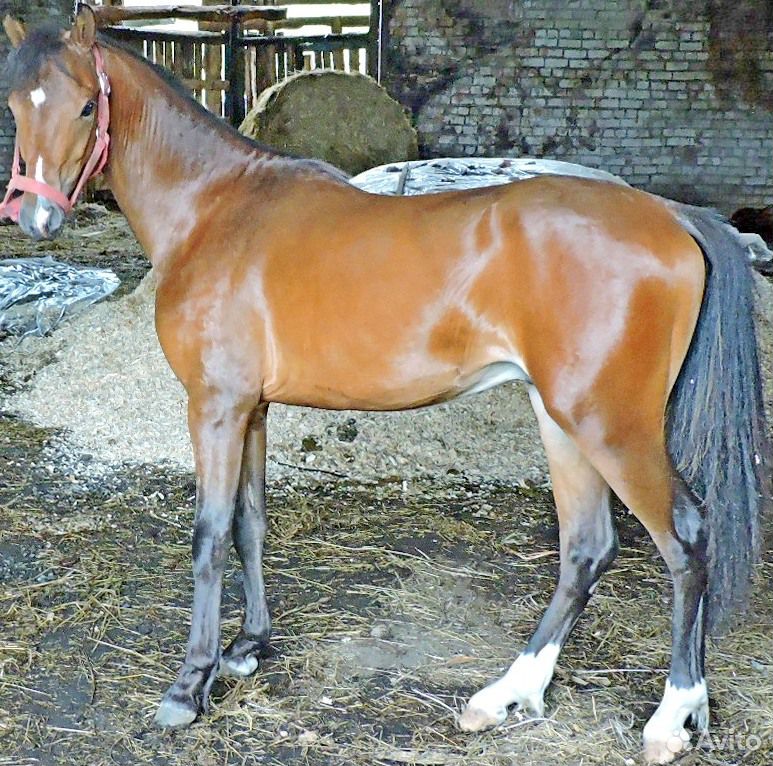 Уэльский пони секции В купить на Зозу.ру - фотография № 2