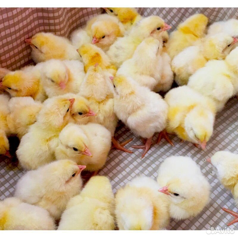 Продажа цыплят бройлерных кобб 308 купить на Зозу.ру - фотография № 1