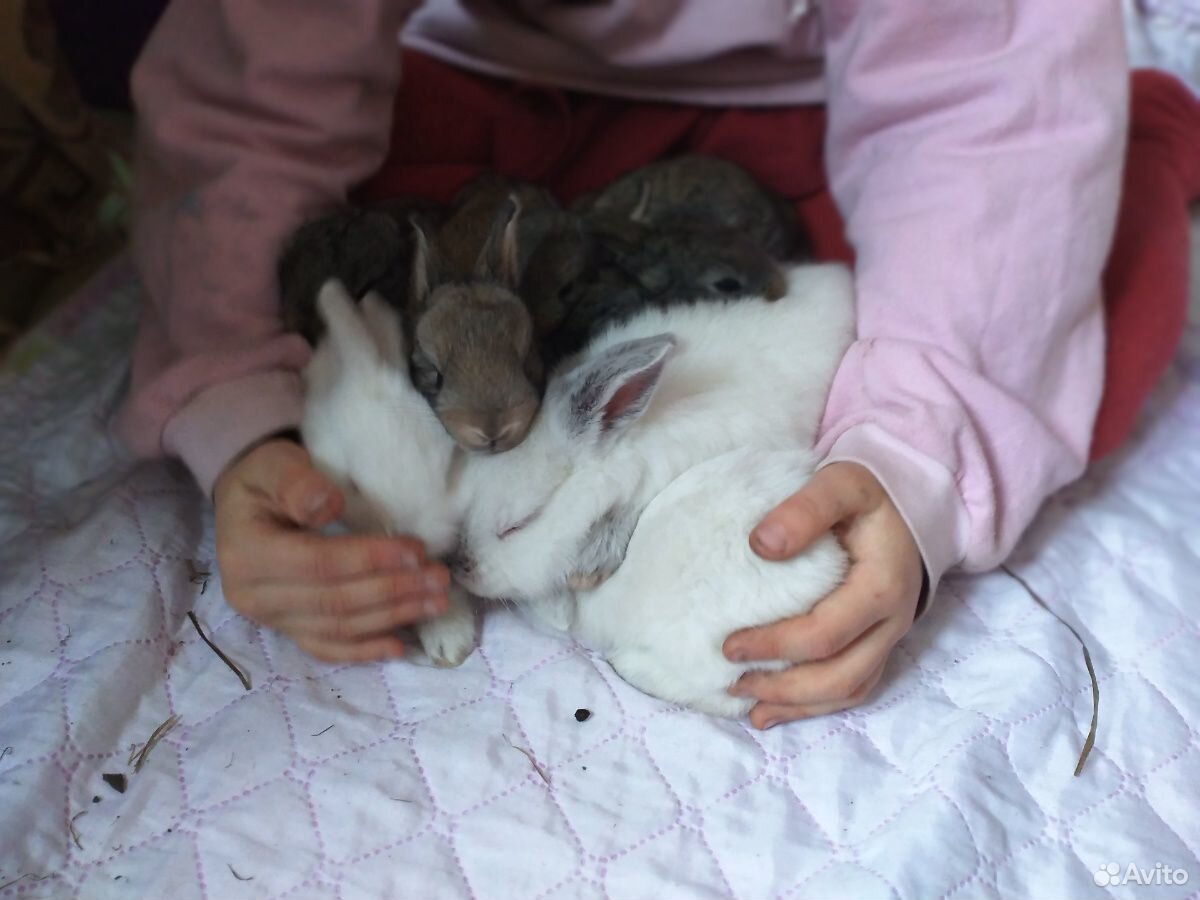 Продам крольчат купить на Зозу.ру - фотография № 1