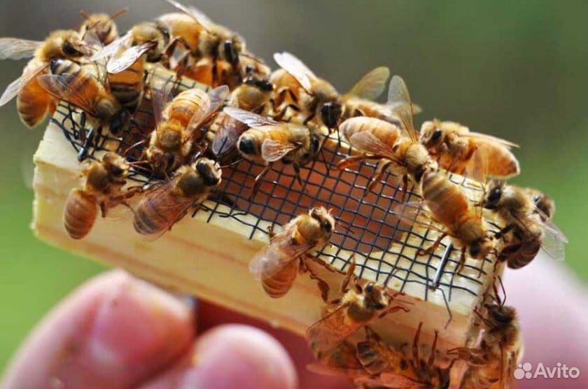 Пчёлы добрые, ласковые, в поисках новой семьи купить на Зозу.ру - фотография № 1
