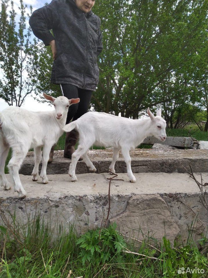 Коза и козлята купить на Зозу.ру - фотография № 5