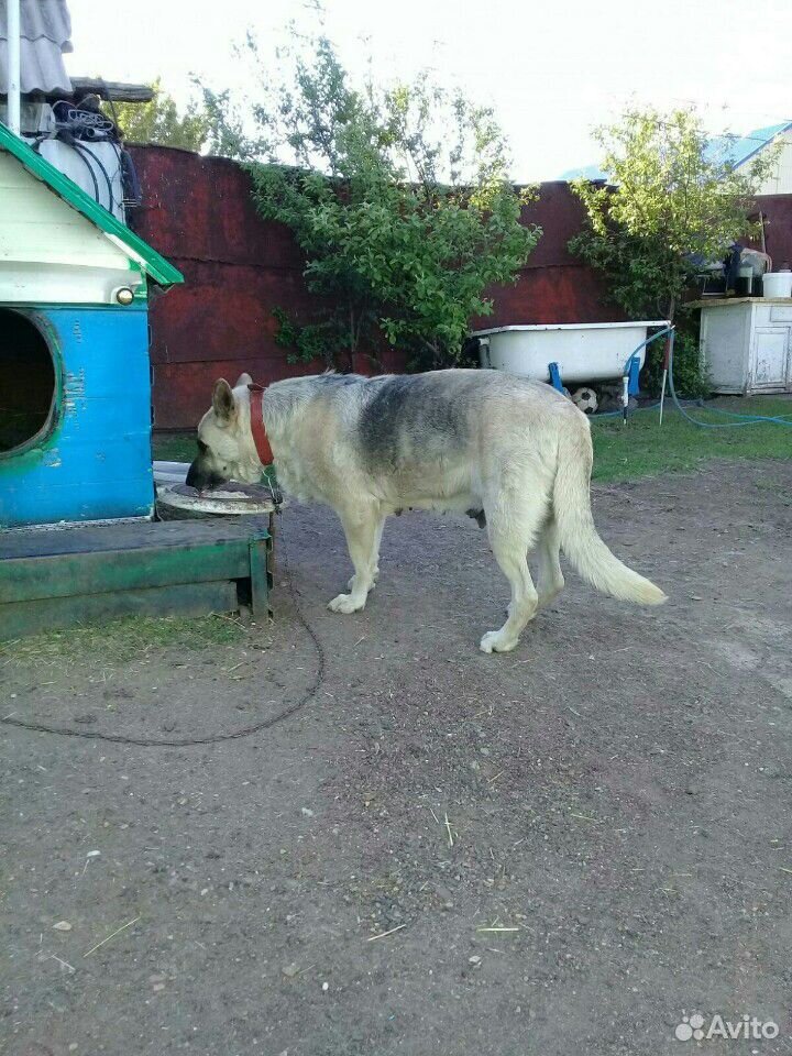 Собака овчарка купить на Зозу.ру - фотография № 5