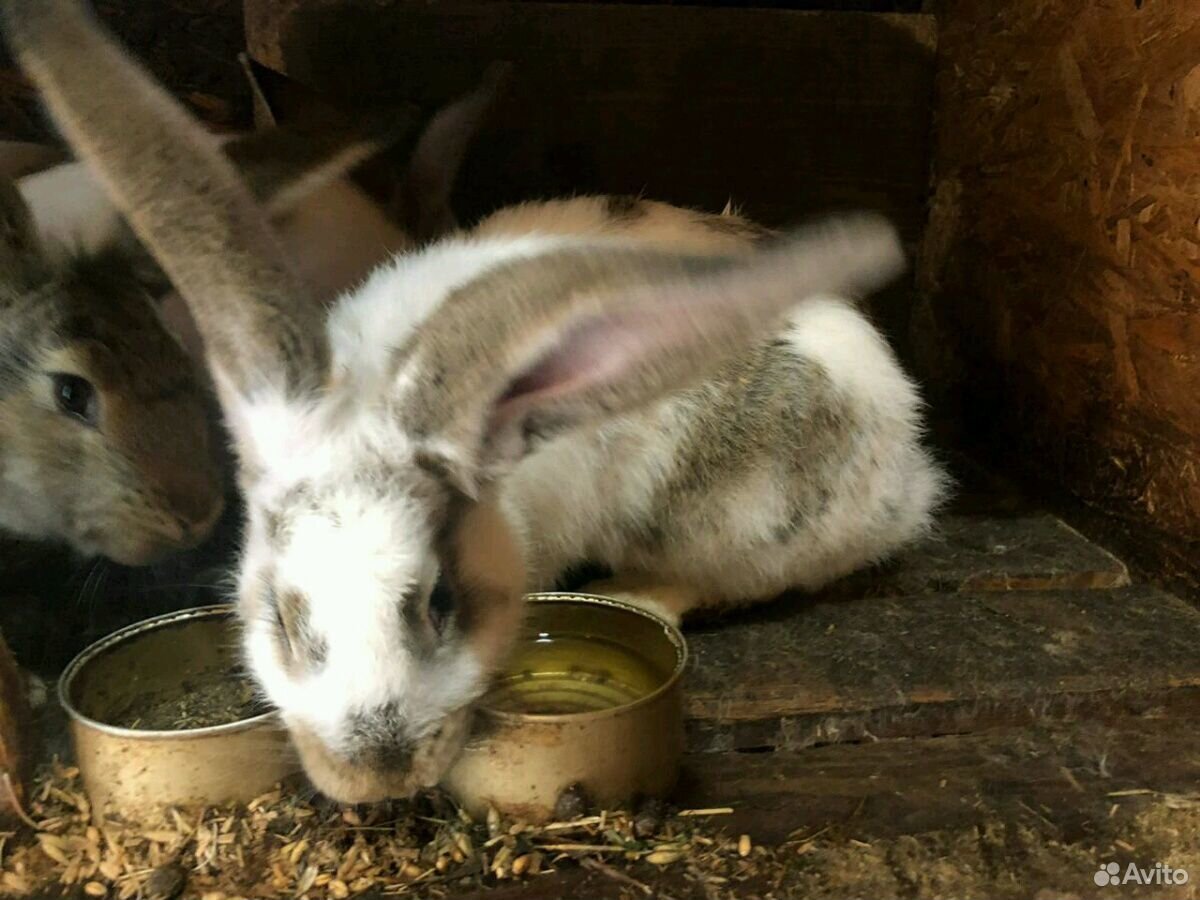 Кролики: Ризены. 5 месячные самец и самка по 2500 купить на Зозу.ру - фотография № 3