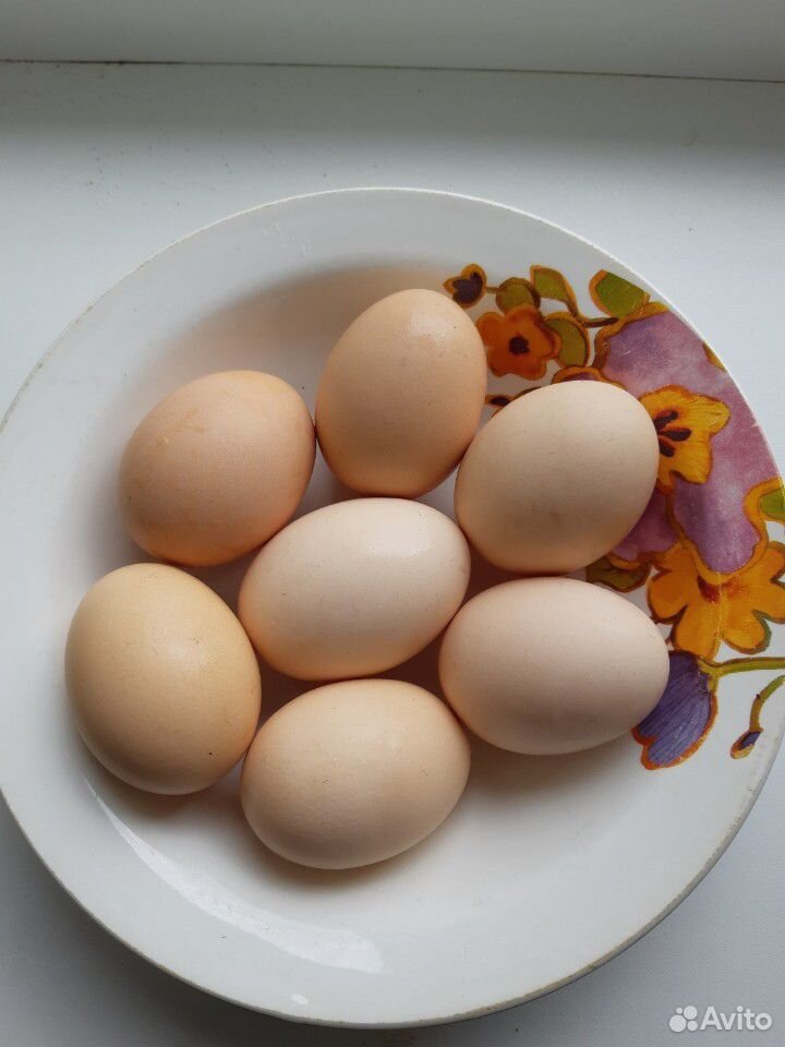 Инкубационное яйцо, смесь пород купить на Зозу.ру - фотография № 1