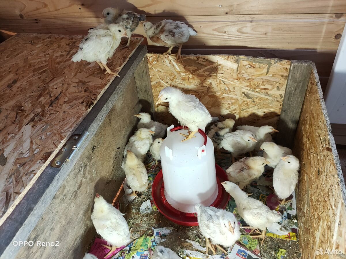 Цыплята кур несушек купить на Зозу.ру - фотография № 6
