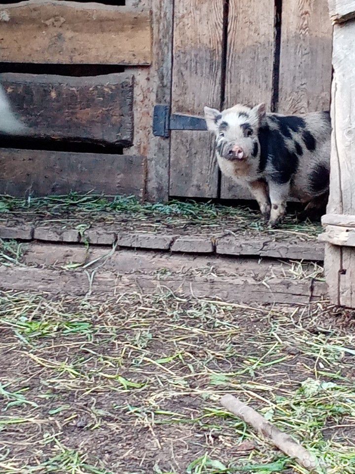 Вьетнамские свиньи купить на Зозу.ру - фотография № 1