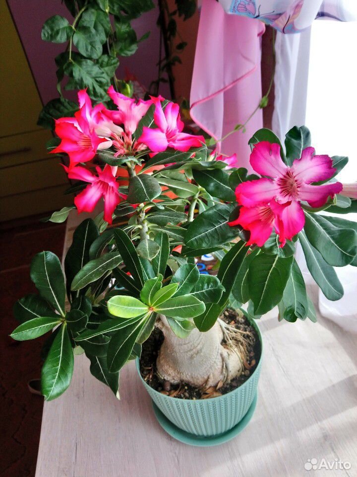 Цветы адениумы купить на Зозу.ру - фотография № 1