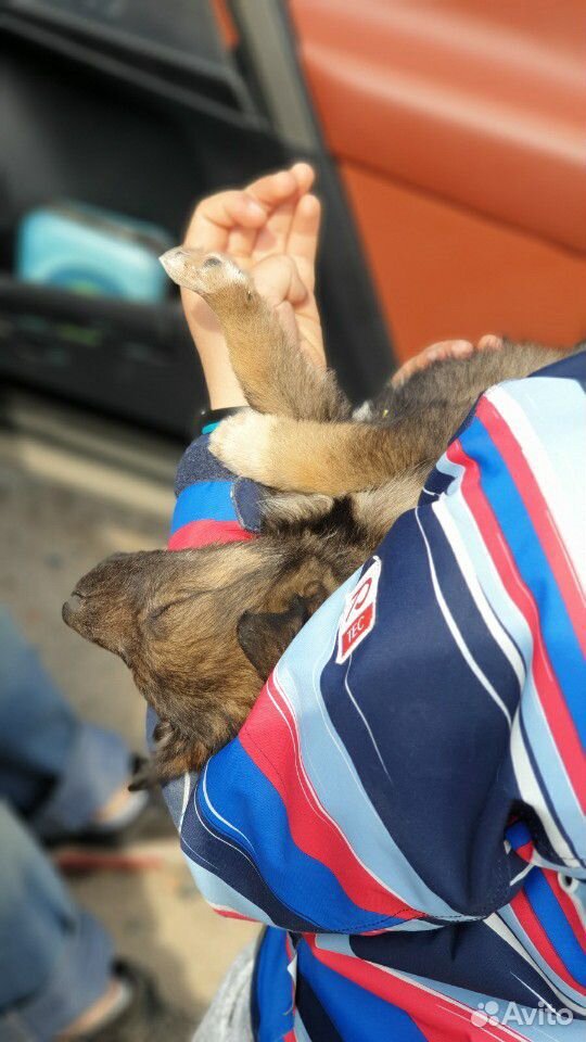 Собака в хорошие руки купить на Зозу.ру - фотография № 9