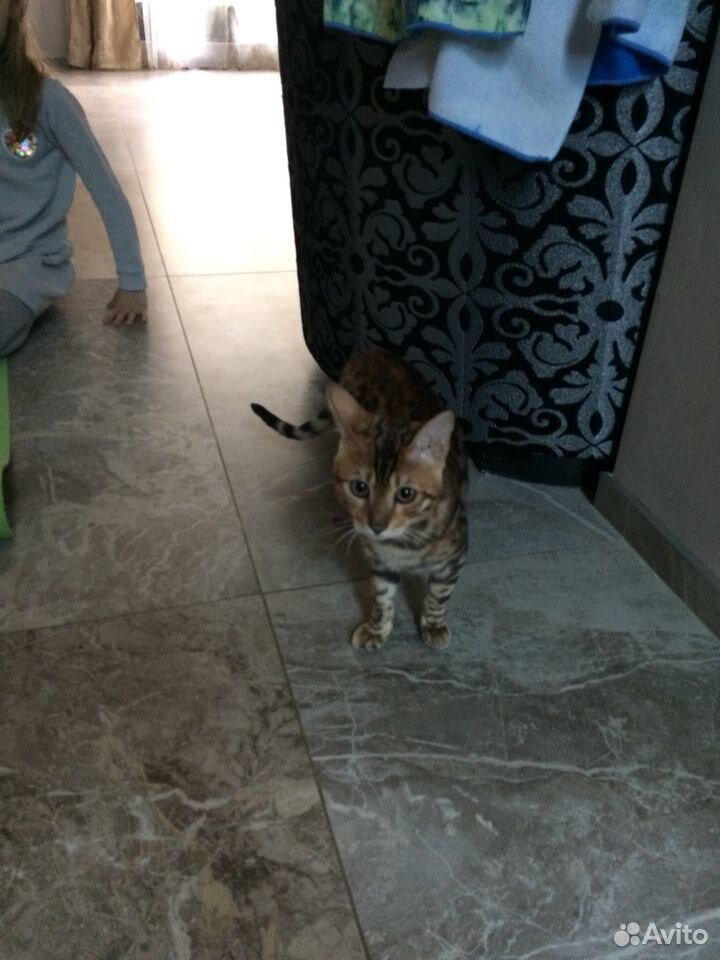 Вязка Бенгальского кота купить на Зозу.ру - фотография № 1