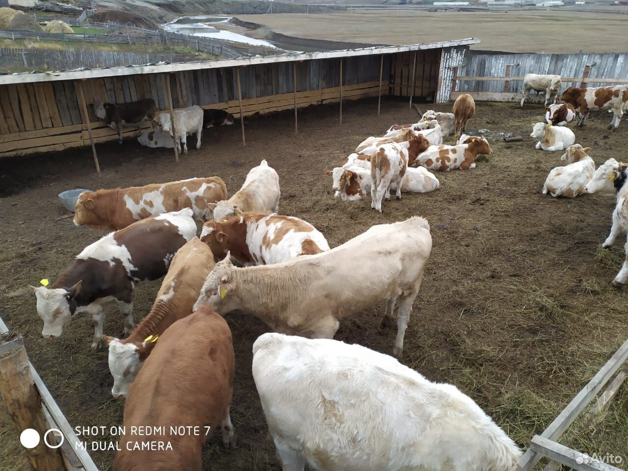 Коровы на убой 450 - 600 кг купить на Зозу.ру - фотография № 4