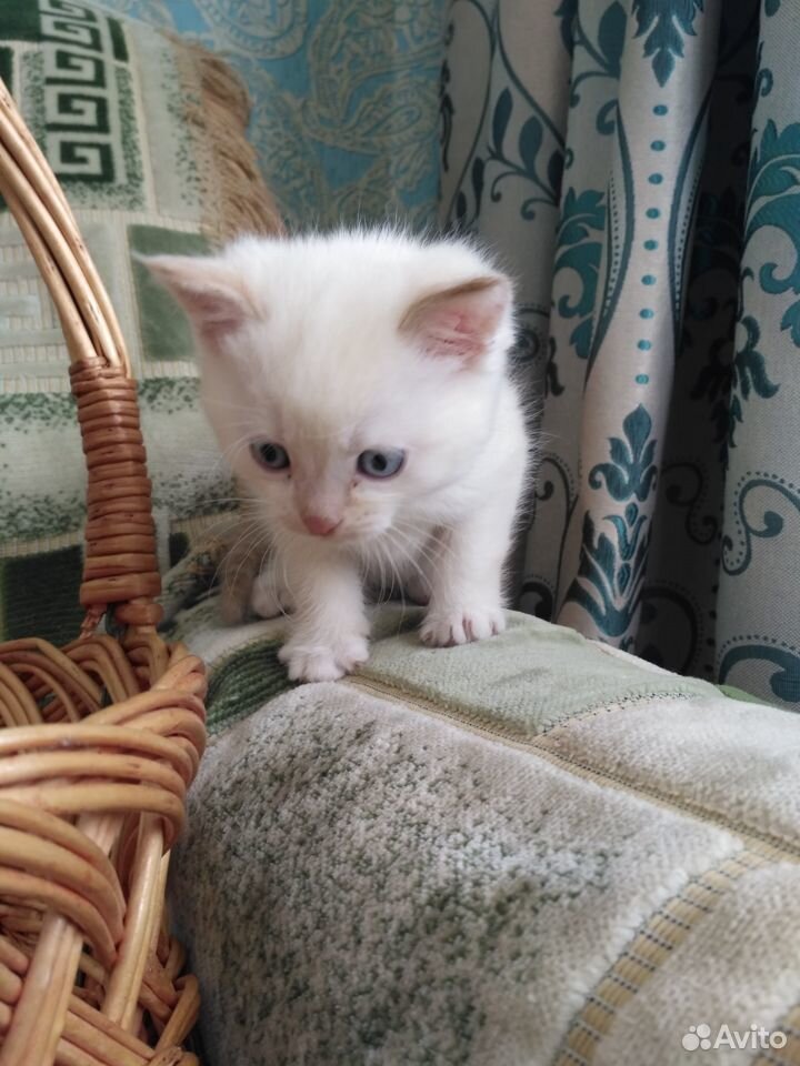 Котята которые продаются делого. Котята 1 месяц белые. Белый котенок с розовым носом. Белый котенок 2 месяца. Белый котенок в добрые руки.