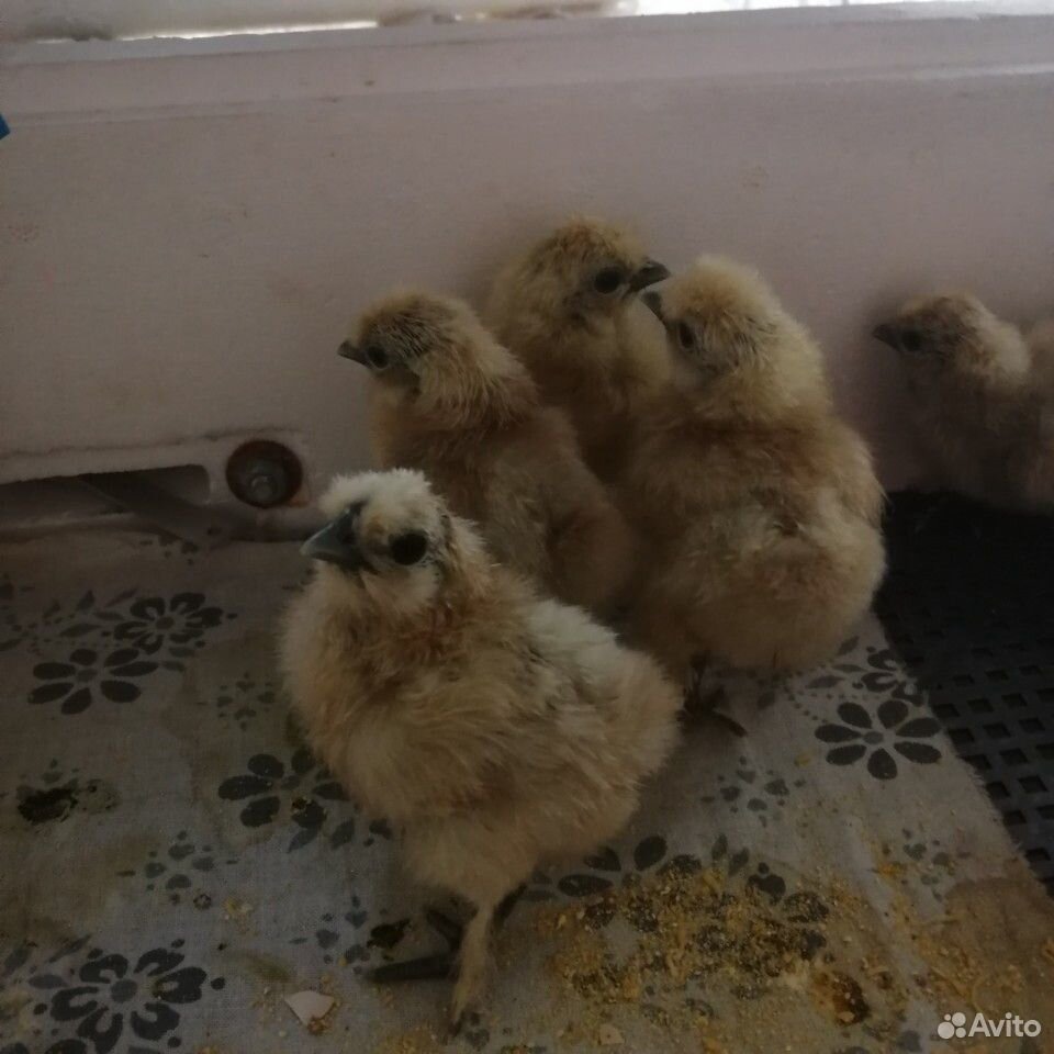 Цыплята китайские купить на Зозу.ру - фотография № 2