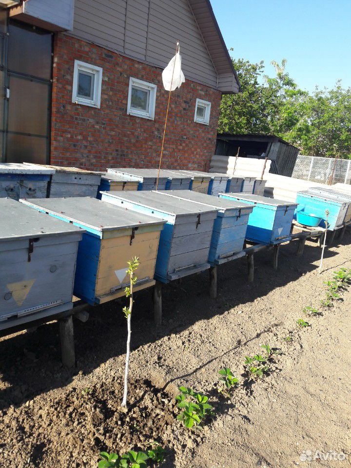 Пасека с пчелами и прицепом для перевозки купить на Зозу.ру - фотография № 1