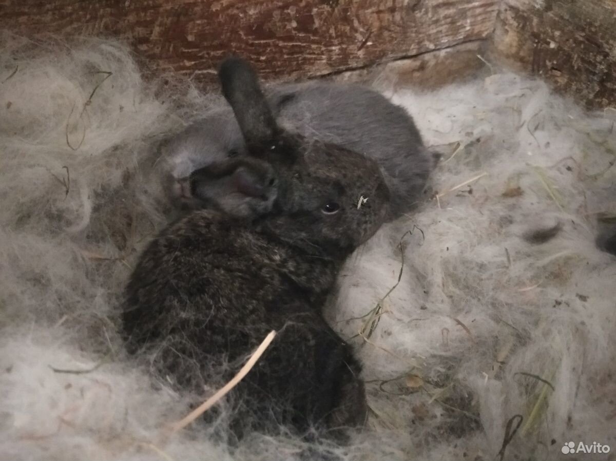 Кролик с крольчатами купить на Зозу.ру - фотография № 2