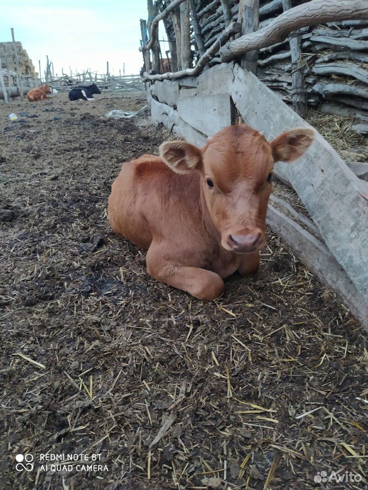 Корову с теленком купить на Зозу.ру - фотография № 2