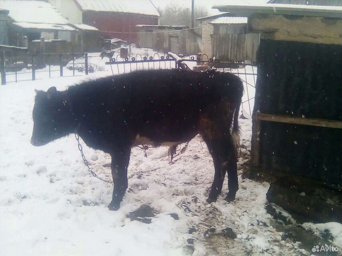 Корова и бычки купить на Зозу.ру - фотография № 3