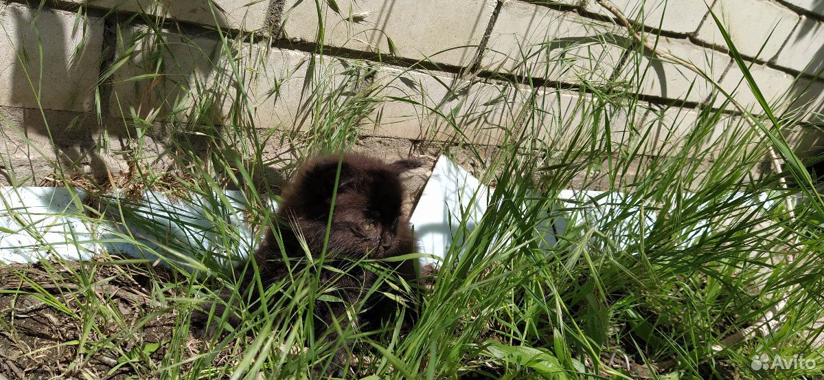 Котёнок тёмно-коричневый в добрые руки купить на Зозу.ру - фотография № 1