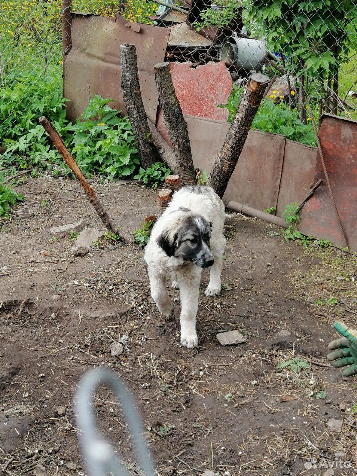 Собака/щенок 3 месяца купить на Зозу.ру - фотография № 3
