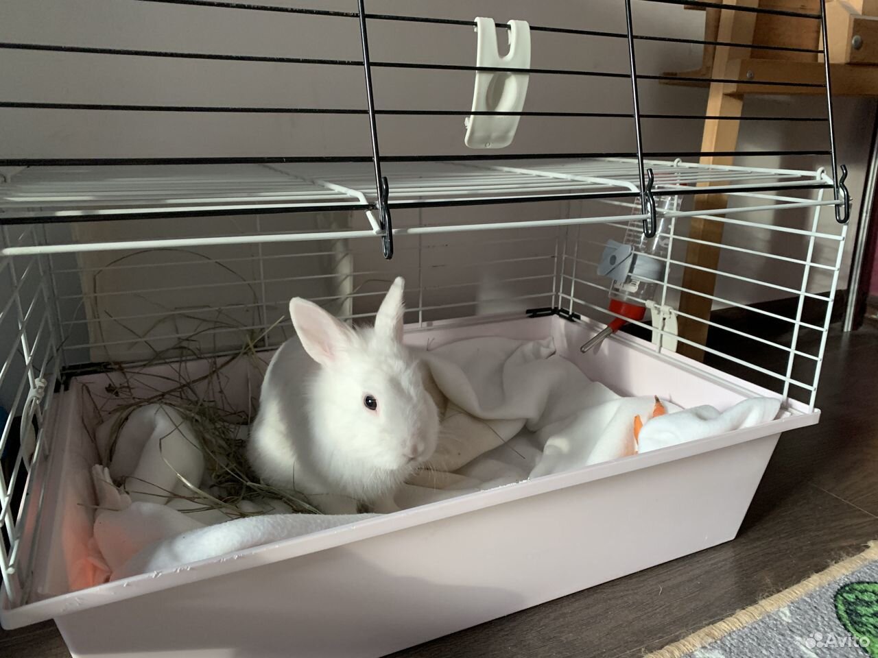 содержание декоративного кролика. кролик домашний декоративный. декоративные крольчата. декоративный кролик. содержание декоративного кролика.