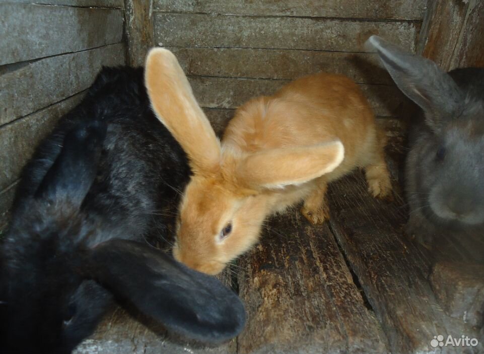 Кролики на племя купить на Зозу.ру - фотография № 2