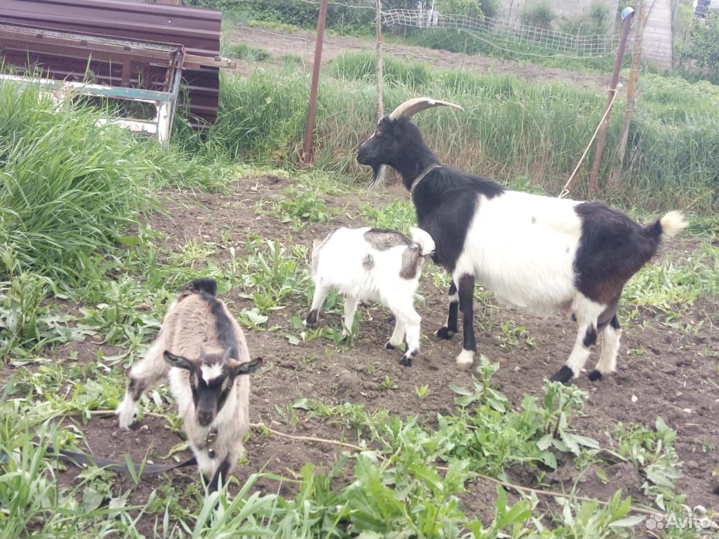 Молочная коза и козлята купить на Зозу.ру - фотография № 3