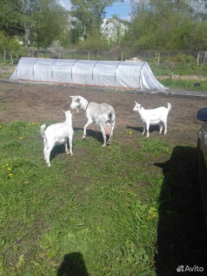Продаётся коза с козлятами купить на Зозу.ру - фотография № 2