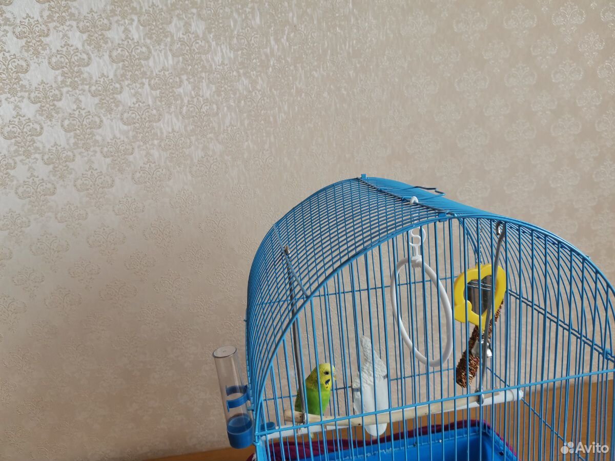 Продам попугая Чудесный волнистый попугай вместе с купить на Зозу.ру - фотография № 1