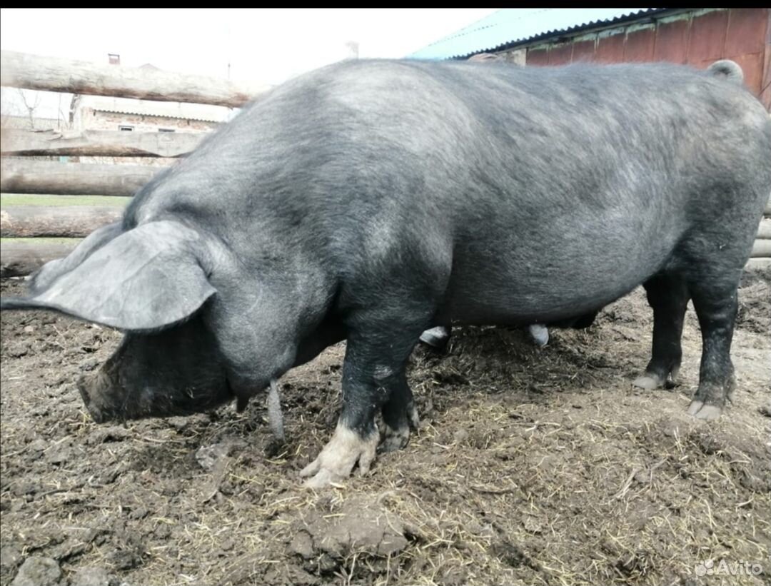Продам или обменяю свиней купить на Зозу.ру - фотография № 5