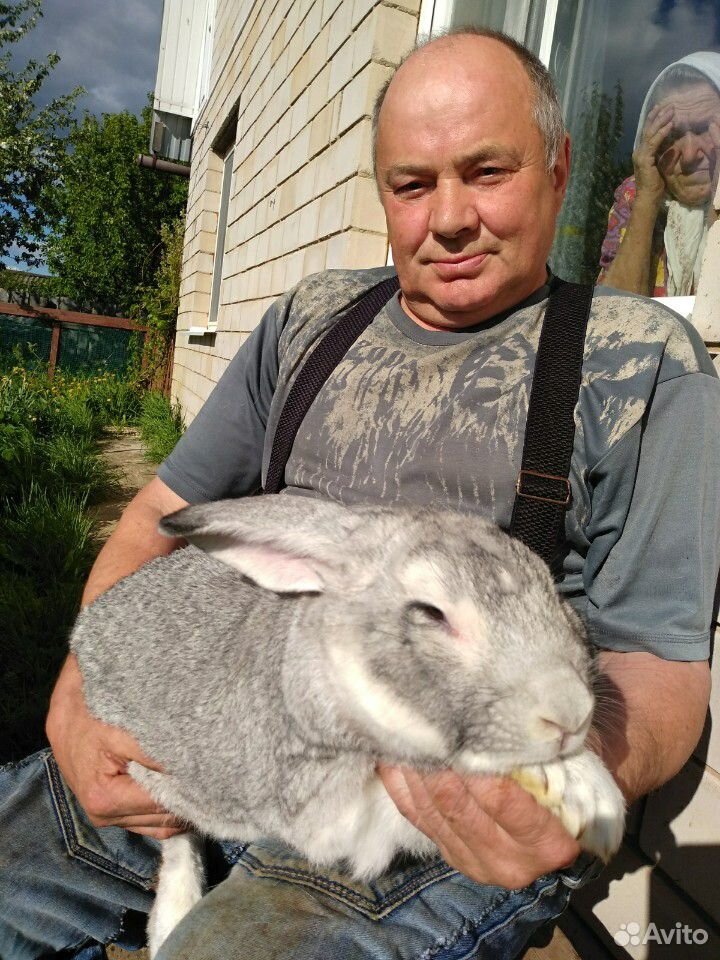 Продаем кроликов купить на Зозу.ру - фотография № 1