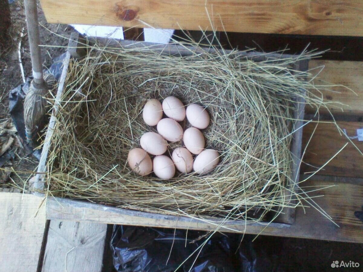 Яйцо фазана инкубационные купить на Зозу.ру - фотография № 3