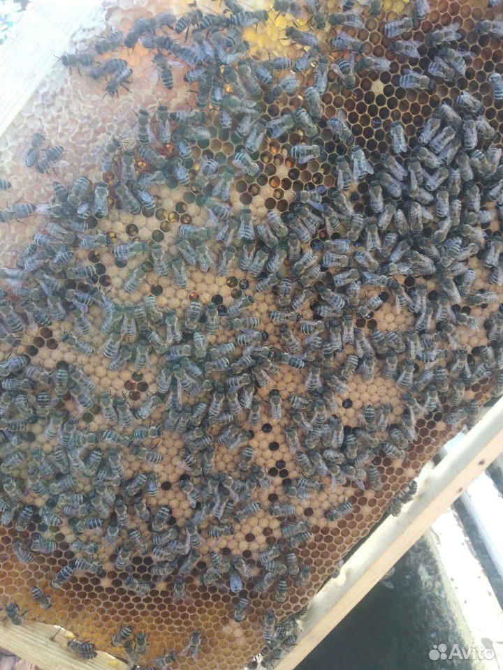 Пчелы пчелопакеты купить на Зозу.ру - фотография № 2