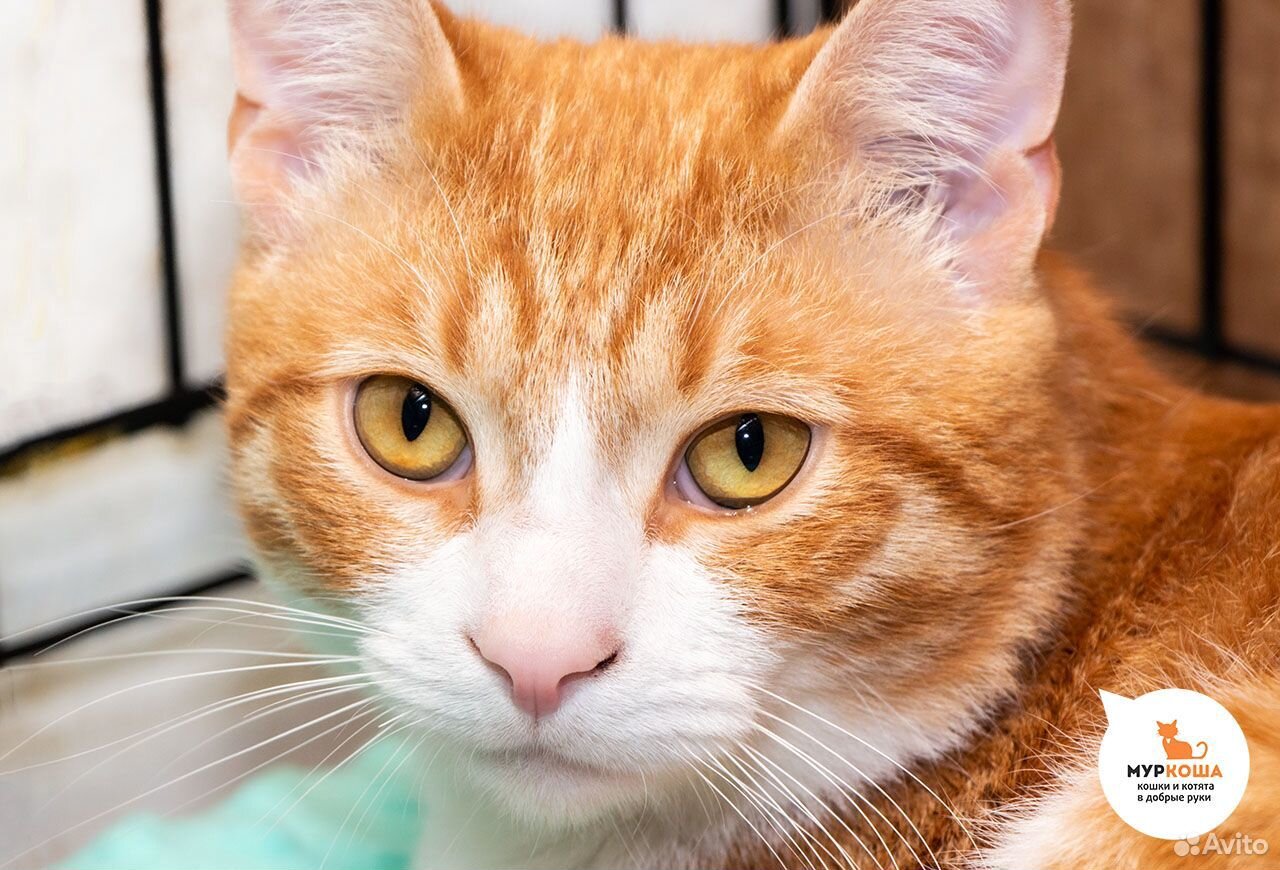 Порода кошек с рыжей шерстью. Цейлонская короткошерстная кошка рыжая. Аравийский МАУ рыжий. Сибирский гладкошерстный рыжий кот. Рыжий полосатый кот.
