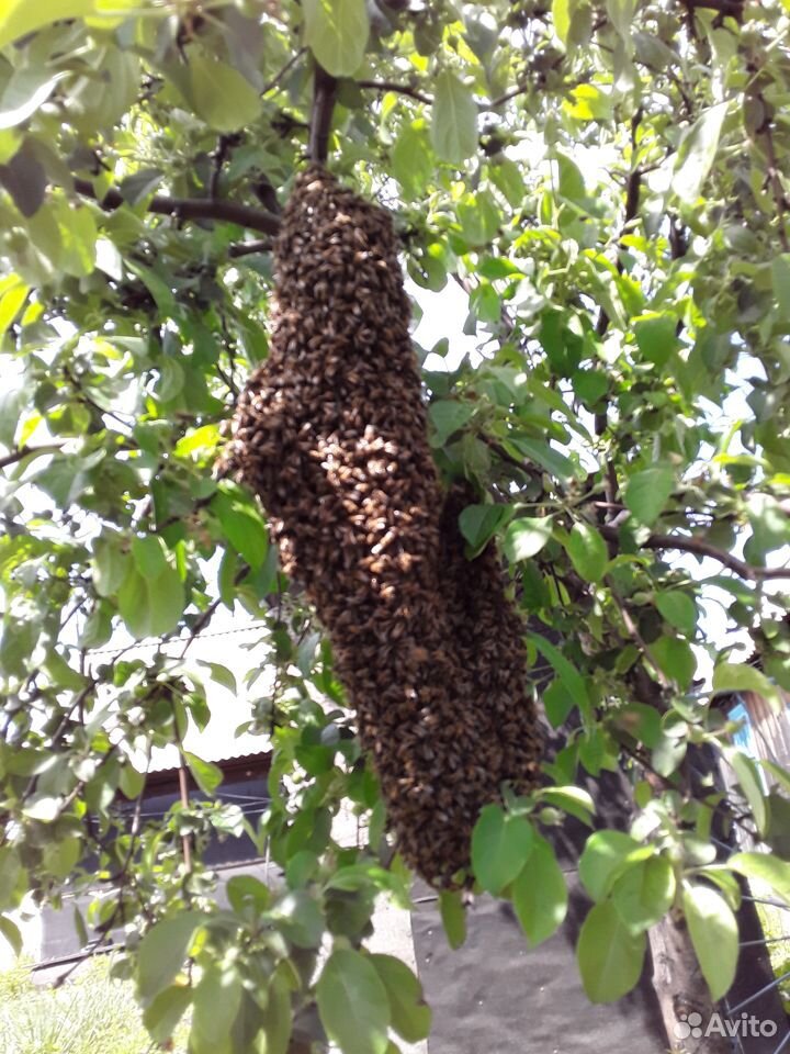 Пчелиный рой купить на Зозу.ру - фотография № 1