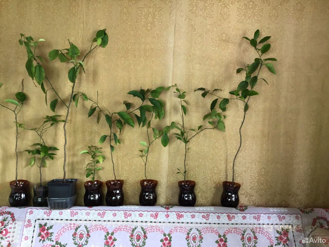 Цитрусовое дерево, 180 см купить на Зозу.ру - фотография № 9