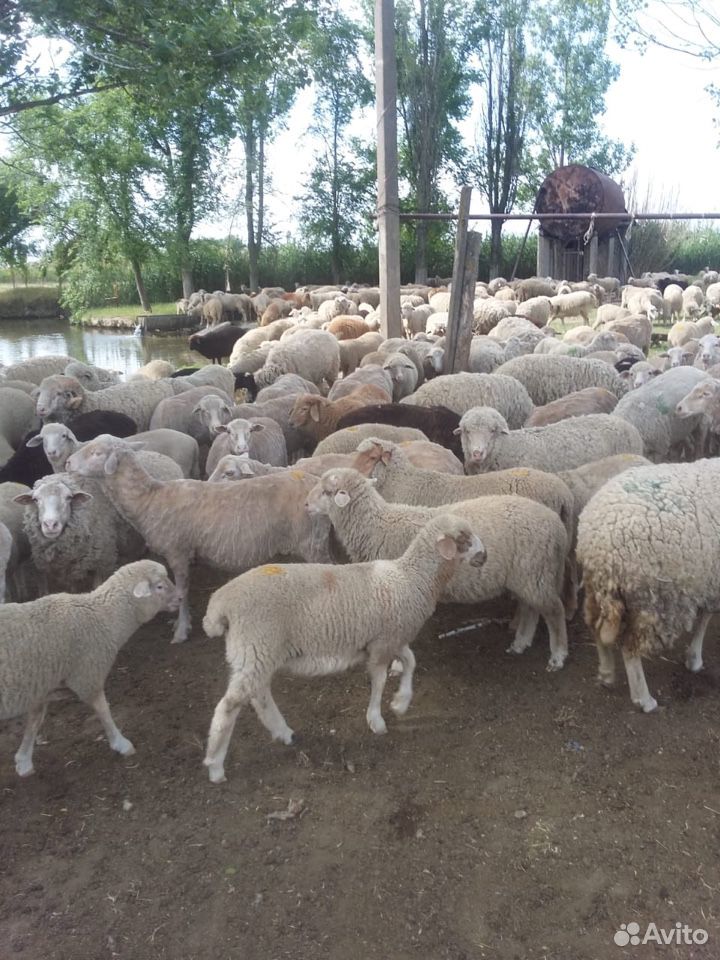 Овцы матки ягнята бараны купить на Зозу.ру - фотография № 2