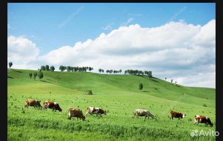 Коровы с телятами купить на Зозу.ру - фотография № 1