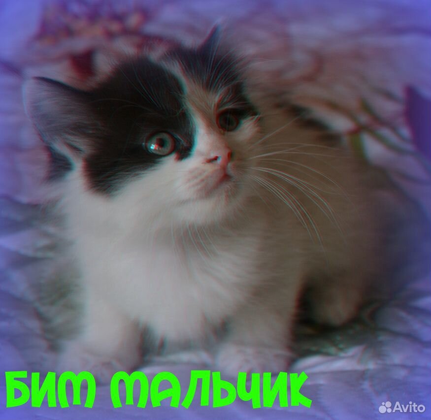 Раздаю котят купить на Зозу.ру - фотография № 3