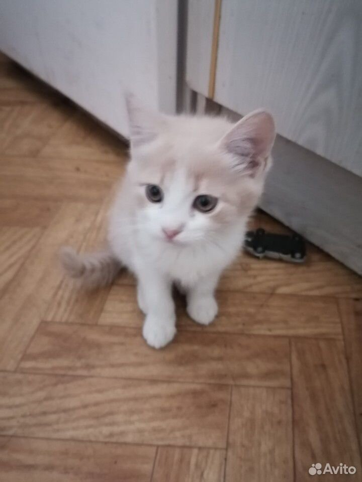 Котёнок в дар купить на Зозу.ру - фотография № 1