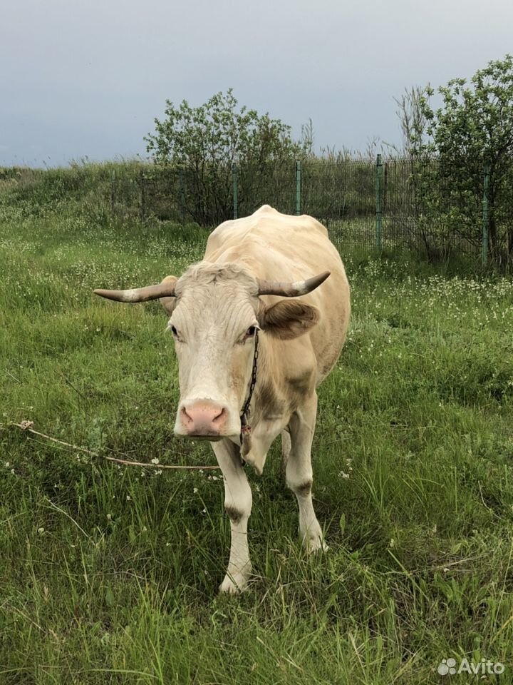 Корова на мясо купить на Зозу.ру - фотография № 6