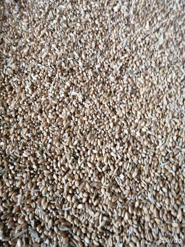 Пшеница и Ячмень купить на Зозу.ру - фотография № 2