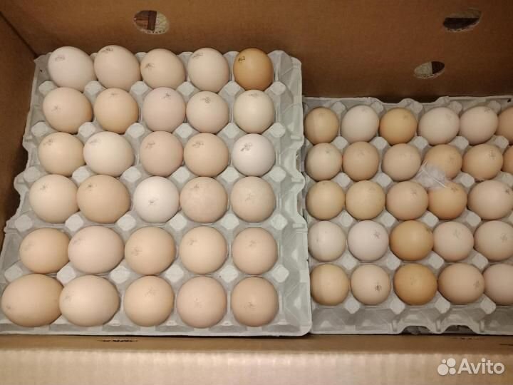 Инкубационное яйцо кобб 500 купить на Зозу.ру - фотография № 2