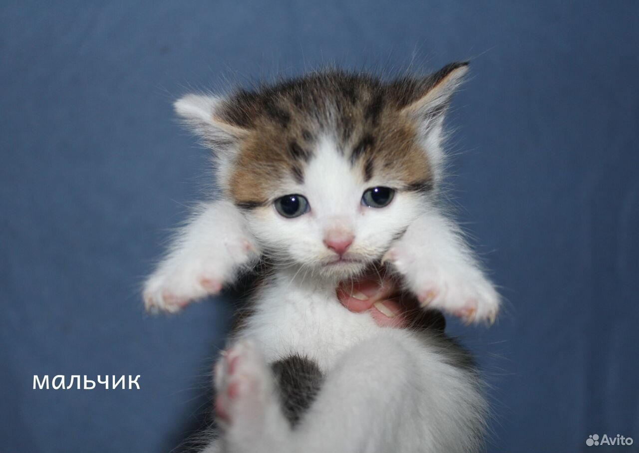 Котята в добрые руки. Котята в дар купить на Зозу.ру - фотография № 4