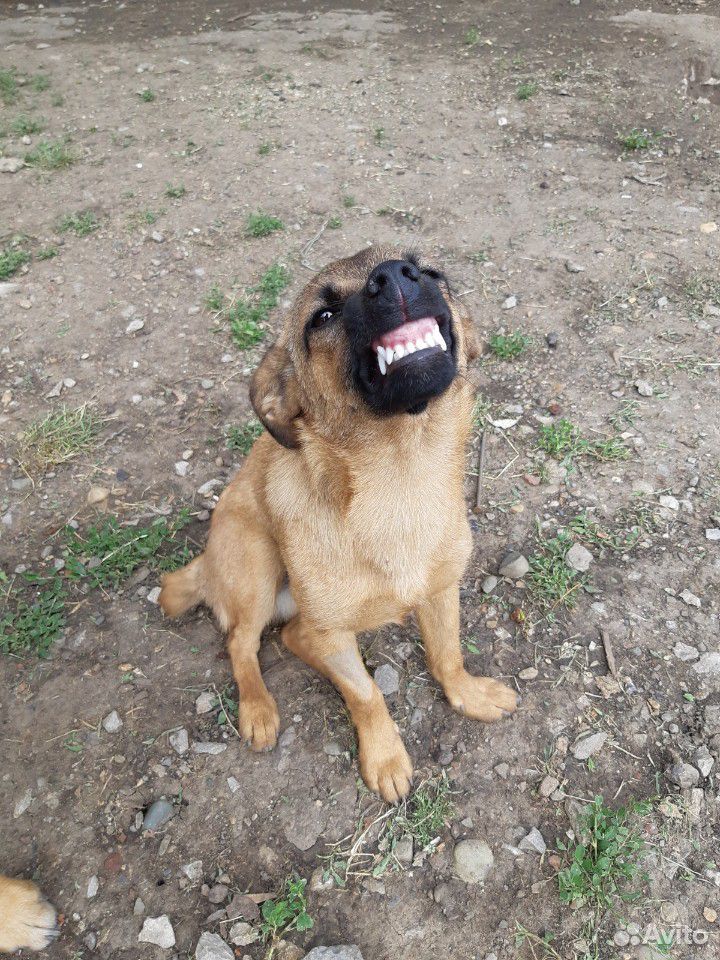 Собака улыбающаяся в добрые руки купить на Зозу.ру - фотография № 1