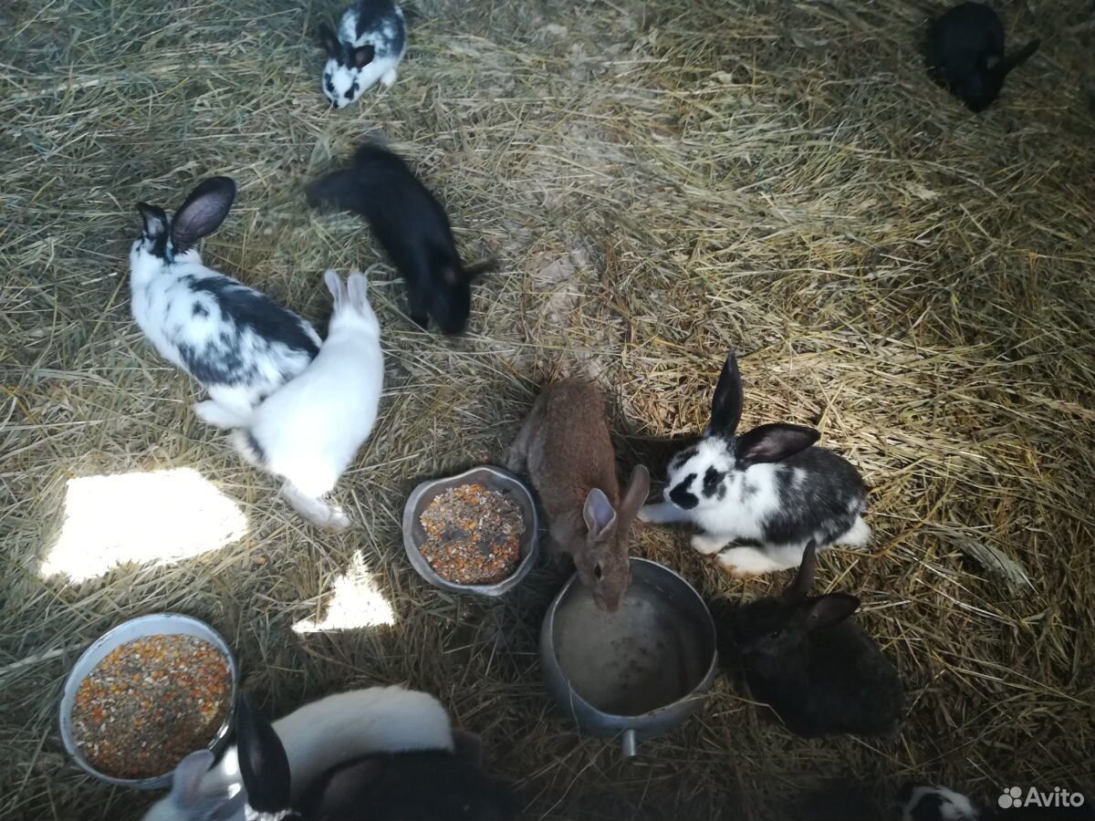 Поместные кролики купить на Зозу.ру - фотография № 3
