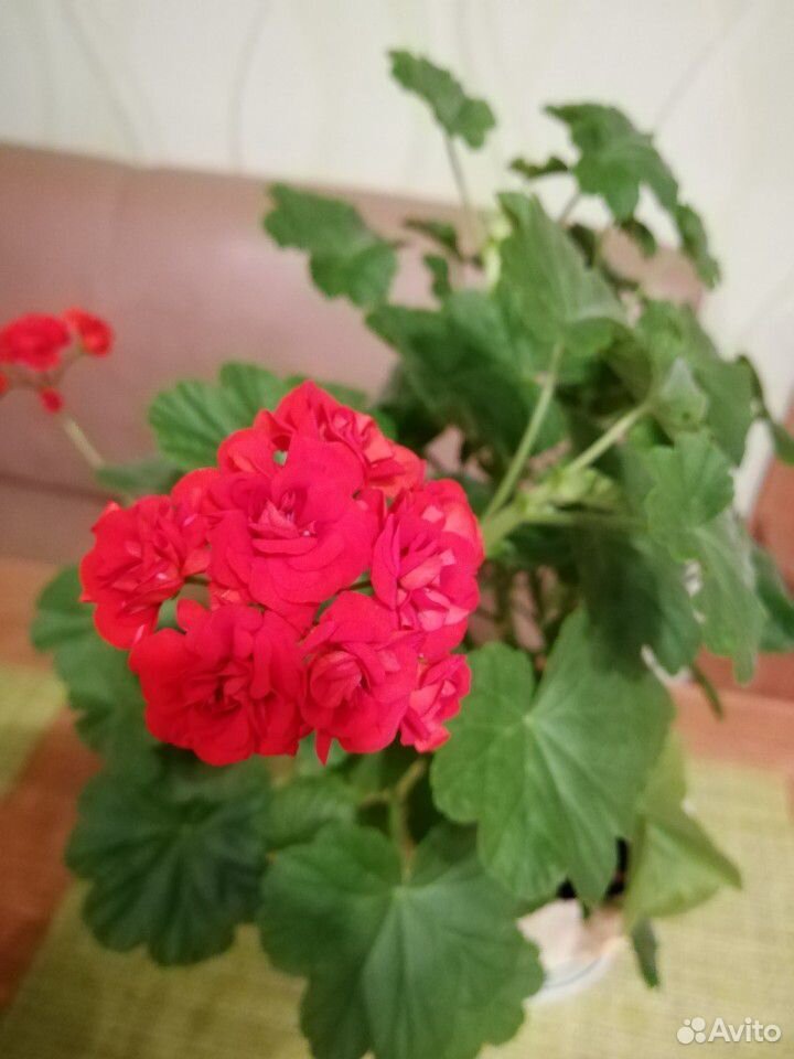 Пеларгония (герань) красная соцветия розочкой купить на Зозу.ру - фотография № 1