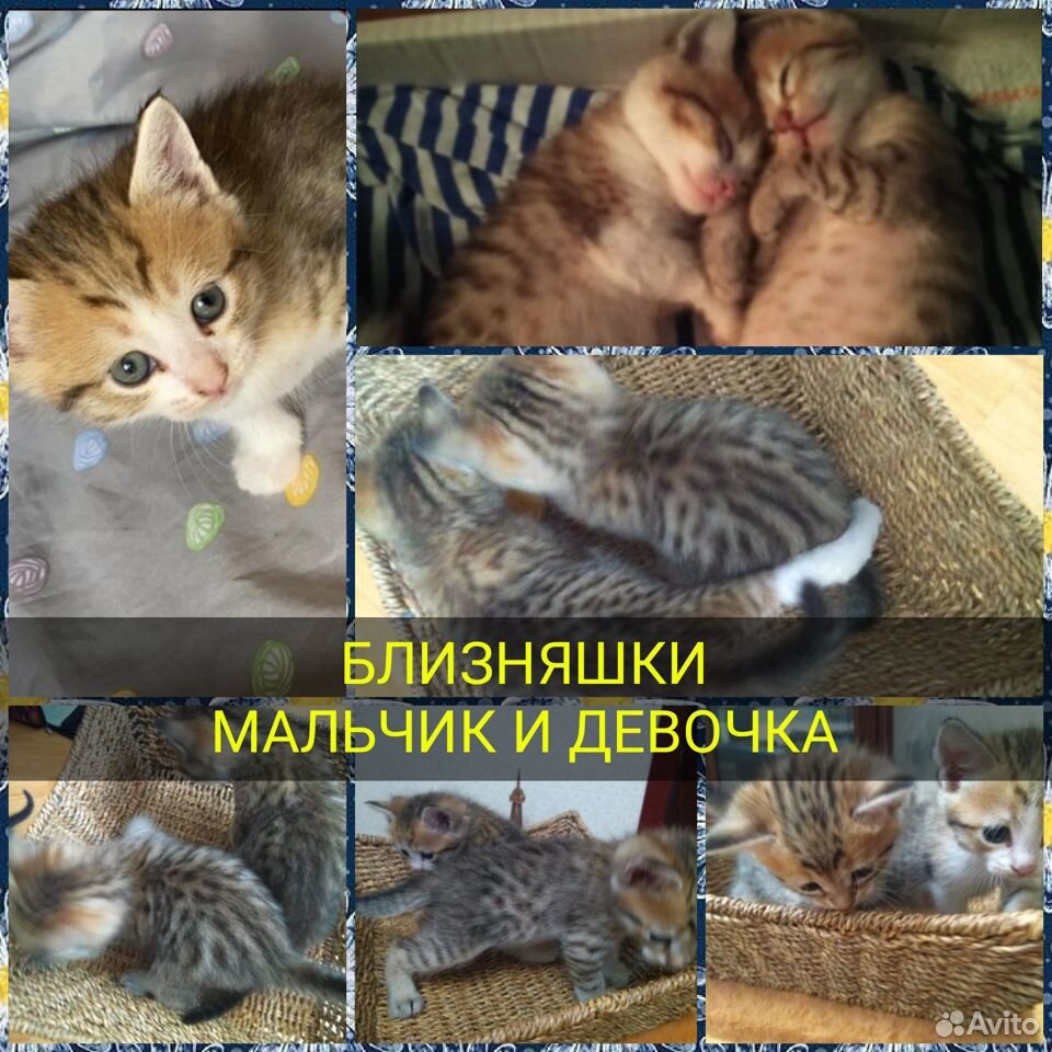 Кошка с котятами купить на Зозу.ру - фотография № 2