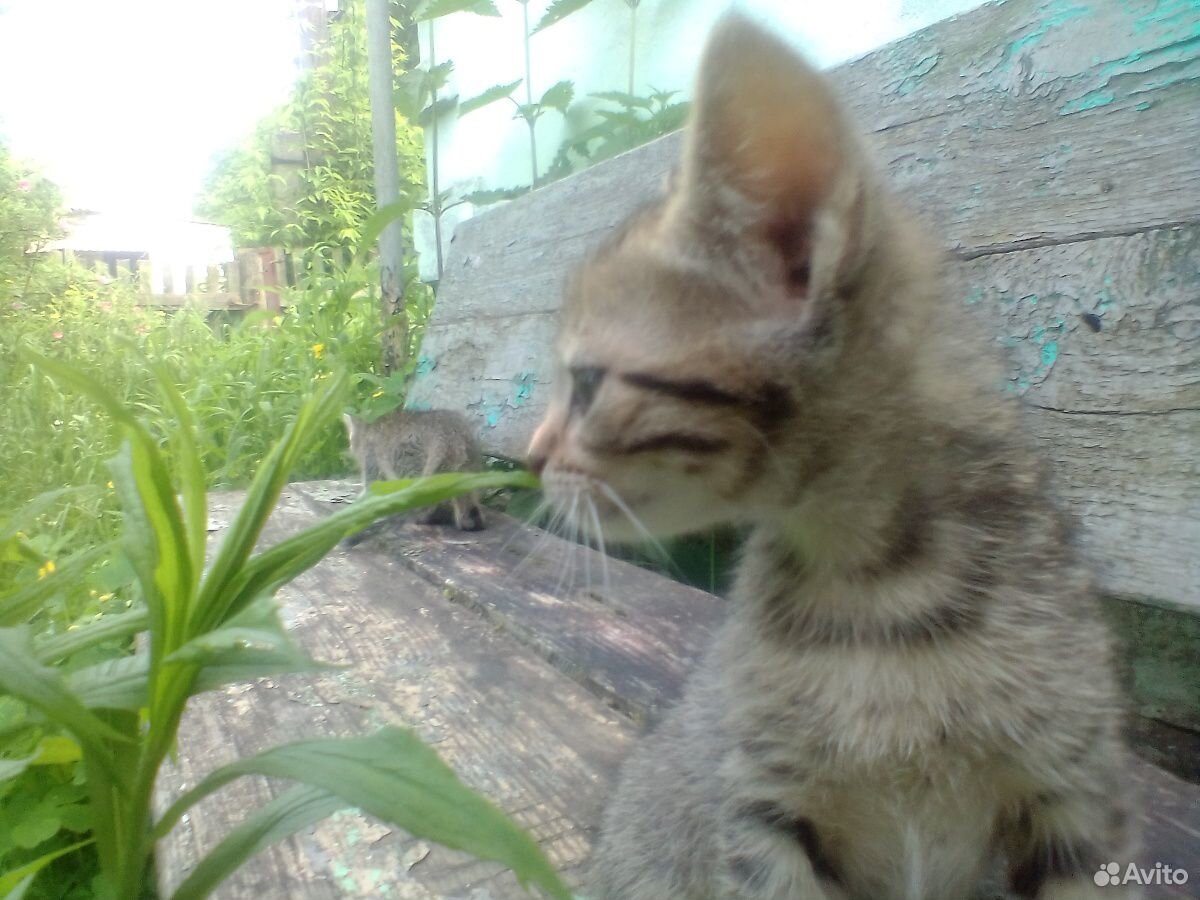 Котята милые пушистые купить на Зозу.ру - фотография № 1