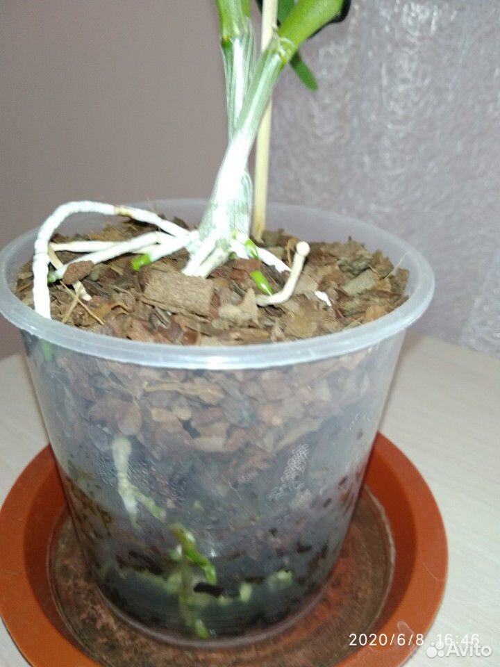 Орхидея Дендробиум Нобиле, детки купить на Зозу.ру - фотография № 3
