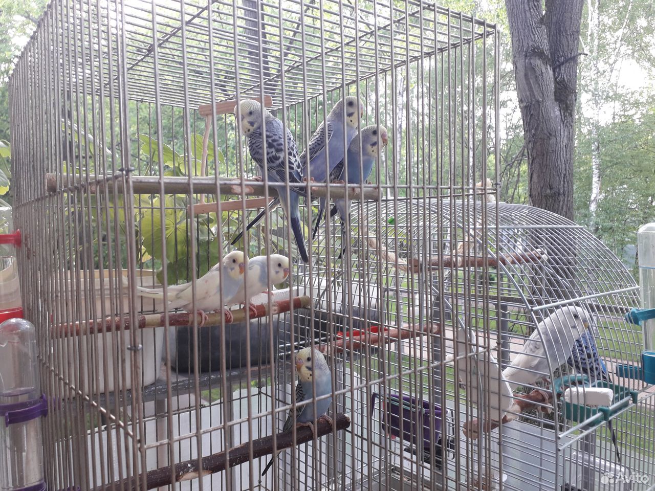 Птенцы волнистых попугаев домашнего разведения купить на Зозу.ру - фотография № 8