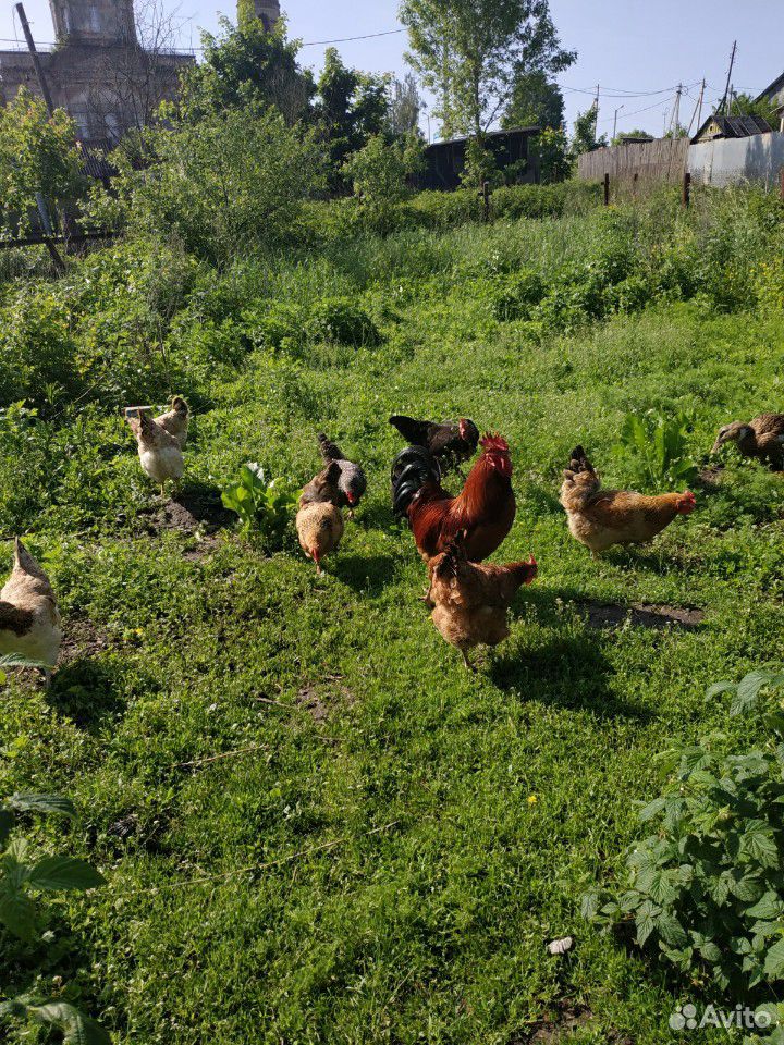 Яйца кур живущих в деревне Серпуховский район купить на Зозу.ру - фотография № 6